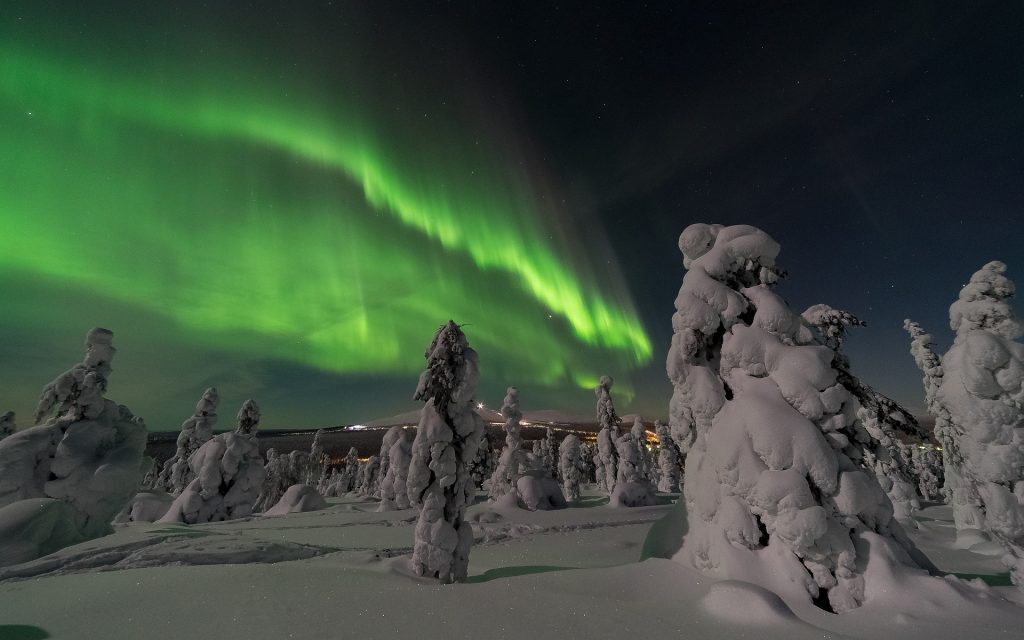 Grönt norrsken på natthimlen ovanför snötäckta granar.