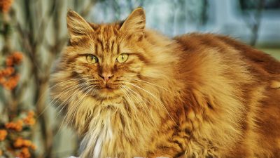 Veckans fördjupning: Katter