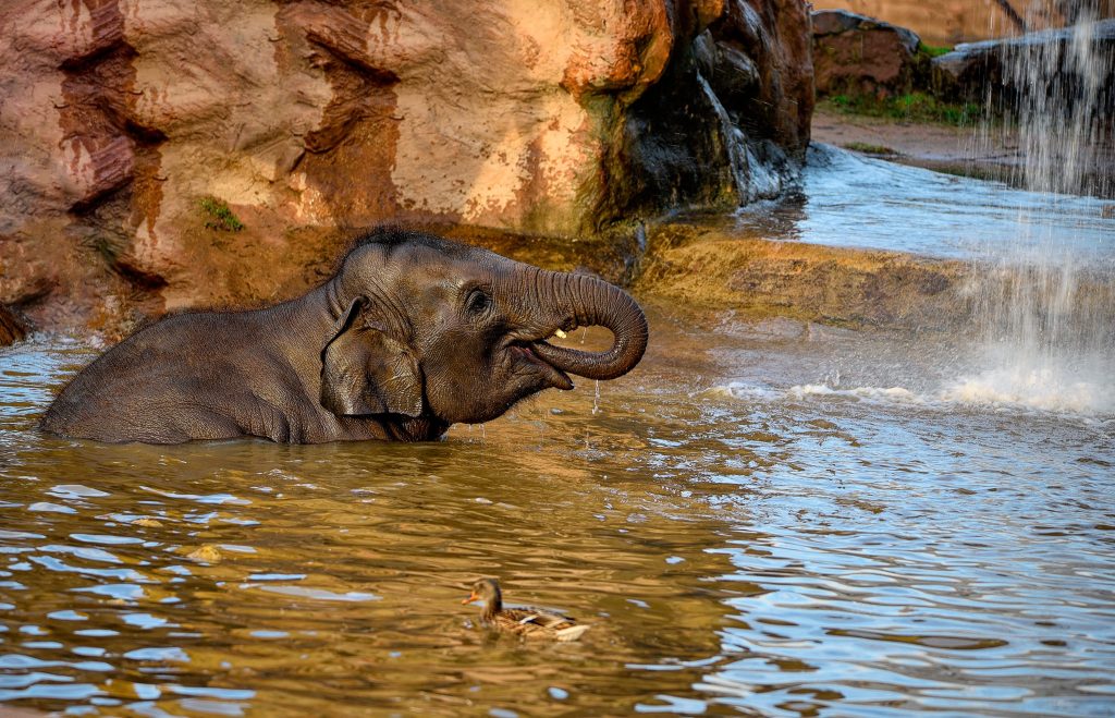 Elefant